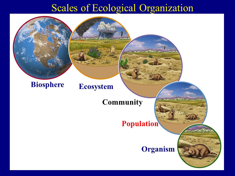Biosphere Levels Of Ecological Organization Worksheet - Printable Word ...
